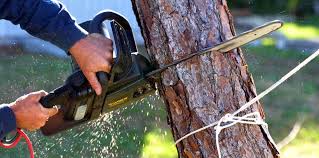 Best Fruit Tree Pruning  in Cudahy, CA